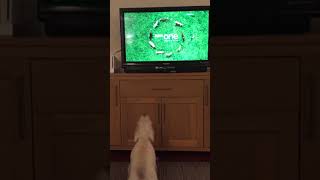 Westie attack’s TV [upl. by Thorndike858]