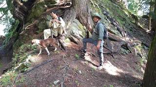 Himalian Monal and Koklas phasent Hunting peer Panjal Range AJK Pakistan [upl. by Rina]