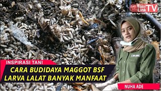 Belajar Budidaya Maggot BSF Bersama Peternak Muda [upl. by Einnaf]