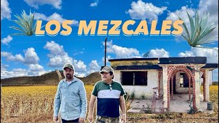 VISITANDO EL RANCHO DE LOS MEZCALES MOCORITO SINALOA🌱🪨LEO GRABADO [upl. by Raab150]