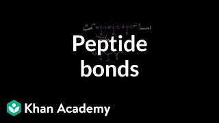 Peptide bonds Formation and cleavage  Chemical processes  MCAT  Khan Academy [upl. by Lubin294]