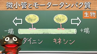 微小管とモータータンパク質（ダイニンとキネシン）【44生物】（新課程では必須ではないので注意） [upl. by Nutter157]