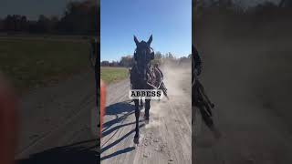 Abbess Jogging shorts horse harnessracing racehorse yearling [upl. by Bourque]