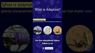 What is Adaptation  How Adaptation In Animals Work  Animal Adaptations  Science shorts [upl. by Yessak]