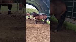 Reiten lernen bis zum ersten eigenen Pferd mit 16 Jahren horses horse ersteseigenespferd [upl. by Suertemed]