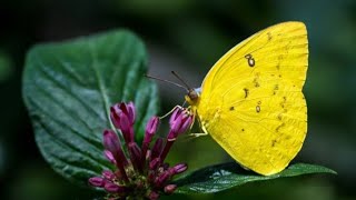 yellow butterfly seeing meaningpeaceful soul 🧚 [upl. by Maurilla49]