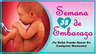 ❤️ SEMANA 38 DE EMBARAZO🤰 ❤️ ⏩ EMBARAZO SEMANA A SEMANA ⏩ Desarrollo y Evolución del Bebé 👶🏻 [upl. by Larissa]