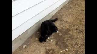 Male and Female cats meeting for the first time [upl. by Clemence]