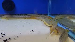 Polypterus buettikoferi quotGold Dust Bichirquot at The Cichlid Exchange 92223 [upl. by Shorter]