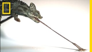 Tiny Chameleons’ Tongues Pack Strongest Punch HighSpeed Footage  National Geographic [upl. by Reklaw]