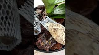 Make fertilizer from eggshells so your orchids have many flowers orchid [upl. by Eerazed501]