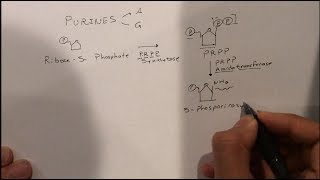 Purine Synthesis [upl. by Deedee]