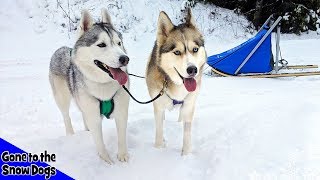 Dog Sledding with My Huskies [upl. by Andriette]