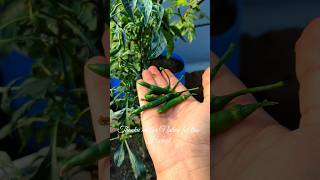 Dry chilli seeds to green chilli harvest plants plantlove garden harvesting greenchilli [upl. by Uyerta]