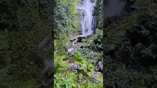 Somewhere in Maui  Hawaii USA 2024 July shorts Waterfall Real Sounds Unedited [upl. by Oihsoy68]