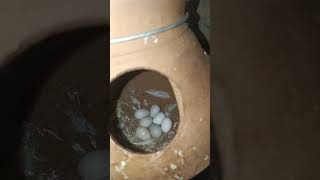 Baazigar Pakhi video budgies parrot funny [upl. by Levesque]