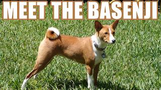 Meet the Basenji The Barkless Dog Breed [upl. by Lisle]