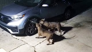 Dogs Cause 3000 in Car Damage After Trying to Catch Cat [upl. by Scurlock]