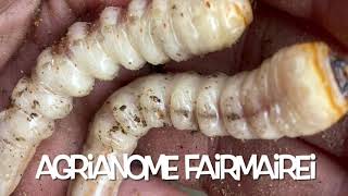 Agrianome fairmairei  Wood Boring Beetle Larvae [upl. by Aivizt]