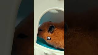 MI HAMSTER se comió algo¡¡¡¡ yeggie hamsters endoscopicspinesurgery doctor sick viralshorts [upl. by Anihpled]