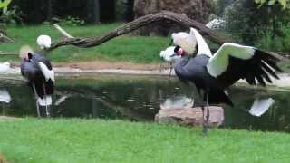 Westelijke kroonkraanvogels  Western African Black Crowned Cranes ZOO Antwerp [upl. by Katherine131]