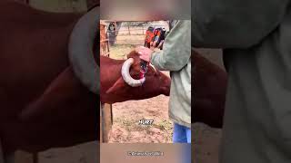 The Shocking Reason Farmers Are Wrapping Rubber Bands Around Cow Horns [upl. by Aniat]