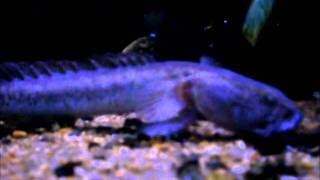 Dragonfish feeding  Updated [upl. by Laban]