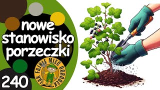 240 Jak przesadzić podzielić stary krzew porzeczki czarnej [upl. by Pritchett857]