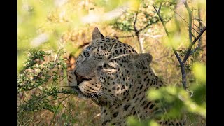 Offroad Adventure Namibia Day 23 Okonjima Africat [upl. by Blus913]