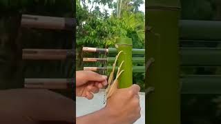 Bamboo Trappel Soot Gun👈👉 [upl. by Bishop290]