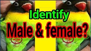 How to Identify Male and Female in fisher lotino and all love birds variety [upl. by Datnow]