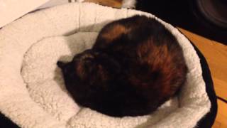 Waking a deaf cat in deep sleep [upl. by Aehsa]