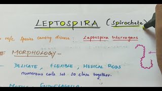 Leptospira  Microbiology  Handwritten notes [upl. by Flam456]