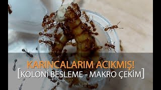 Karıncalarım ACIKMIŞ Koloni Besleme  MAKRO [upl. by Suhcnip]