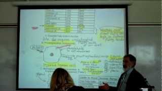 PROSTAGLANDINS TRIGLYCERIDES amp PHOSPHOLIPIDS by Professor Fink [upl. by Novat]