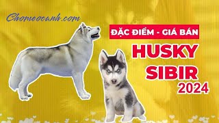 Chó Husky Sibir  Nguồn gốc đặc điểm giá bán Mua chó Husky giá rẻ Tphcm Hà Nội Chomeocanhcom [upl. by Baal]