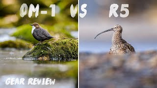 Testing the OM System OM1 Bird AF Bird AI AF  HandsOn Field Test  Gear Review [upl. by Hogen]