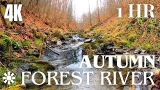 4K AUTUMN FOREST RIVER  1H FALL AMBIENCE  White Noise for Sleep Study and Meditation No Music [upl. by Hannahs]