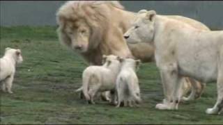 White Lion Cubs birth part 2  starting to eat [upl. by Areip626]