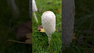 Mushroom n° 271nature garden insects mushroommushroomsabji mushrooming [upl. by Kassie]