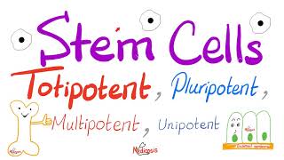 Stem Cells Types Totipotent Pluripotent Multipotent and Unipotent  Teratogens  Biology [upl. by Letnahs]