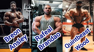 UPDATES from RAFAEL BRANDAO  BREON ANSLEY  MUSCLE GAINS from QUINTBEAST WOOD  LIVINHO PRO [upl. by Lugar]