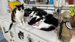 Cage free cat sanctuary needs visitors [upl. by Hartley308]