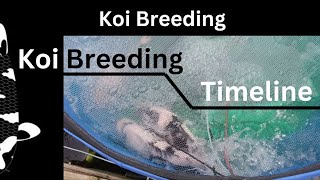 Koi Breeding Timeline Do you know what do when [upl. by Sheply]