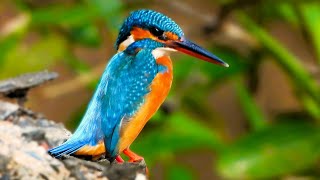 Observe the Common Kingfisher in action  Bird watching [upl. by Ilram]