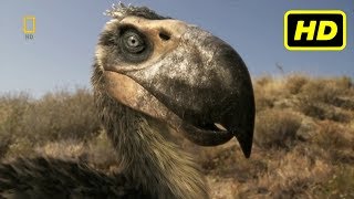 Depredadores Prehistóricos 2007  2009 quotLas Aves del Terrorquot National Geographic HD [upl. by Annuahsal]