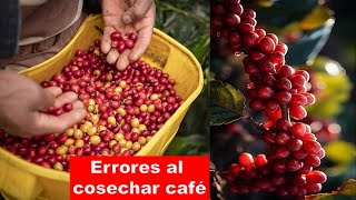 ¡Cuidado Así no se cosecha el café Discovery Mundo café agricultura [upl. by Nuavahs465]