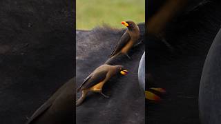 Yellow Billed Oxpecker Eating Parasite Wincent vlZyG wildlife nature bird [upl. by Alaet424]