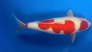 202411 SP X103 K6 Maruhide Sansai Female Kohaku 60 cm WYSIWYG [upl. by Ecerehs]