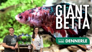 Der GIANT BETTA ist da Sabrina Dichne von Züri Betta Alles zum Thema Kampffisch [upl. by Florrie]